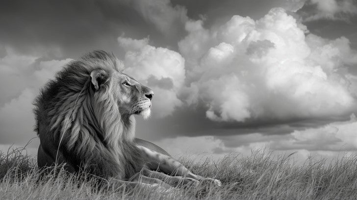 Wildlife Ambassador Portraits; Metal Prints Collection