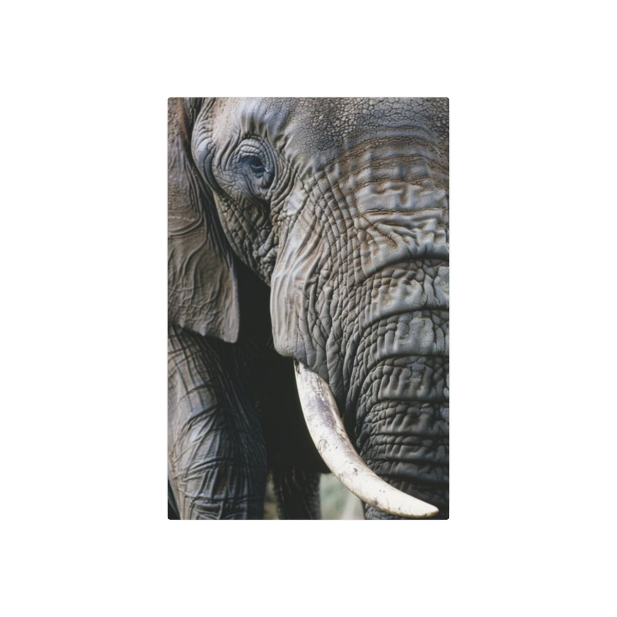 Elephant Portrait