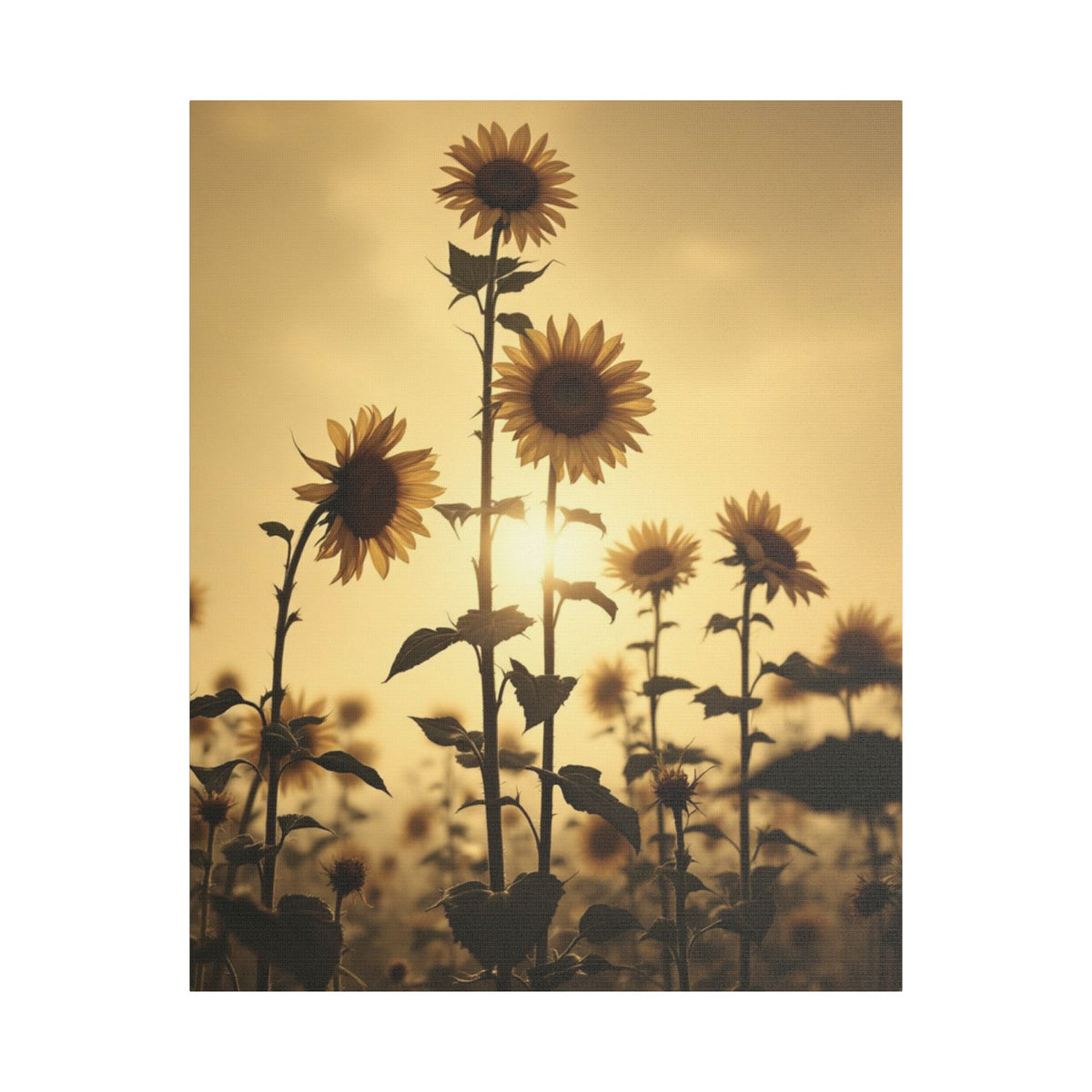 Soft Sepia Sunlit Sunflowers Satin Canvas, Stretched