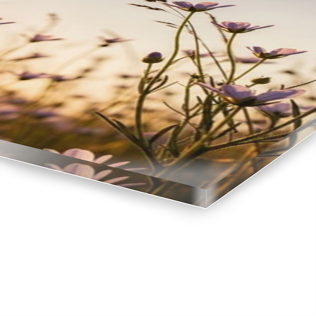 Sunlit Wispy Wildflowers Acrylic Prints (French Cleat Hanging)