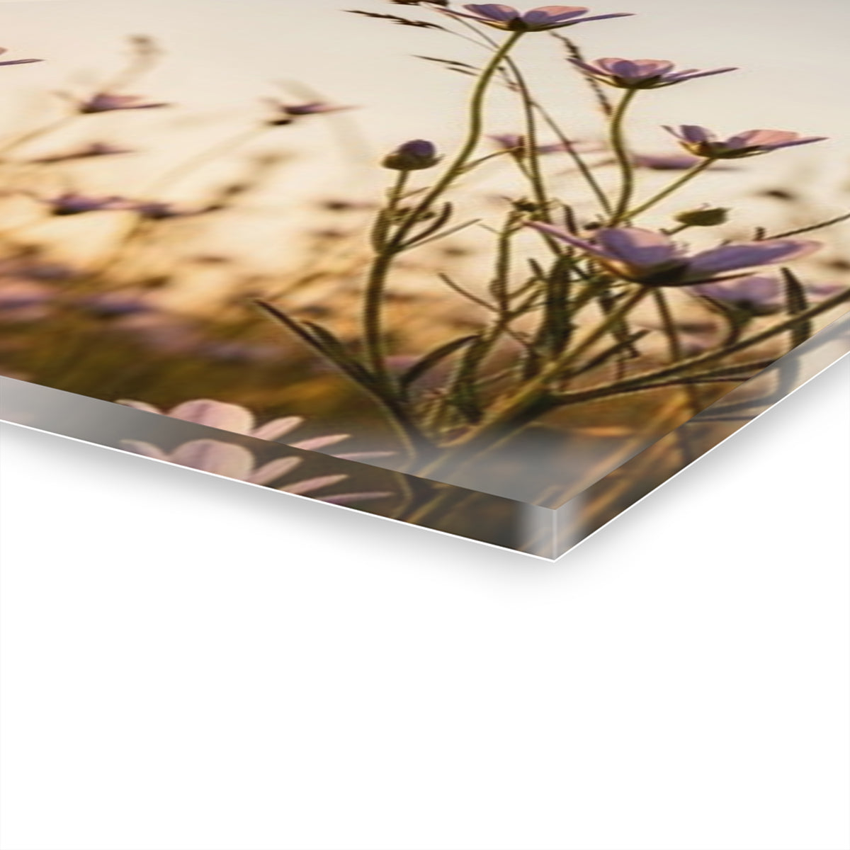 Sunlit Wispy Wildflowers Acrylic Prints (French Cleat Hanging)