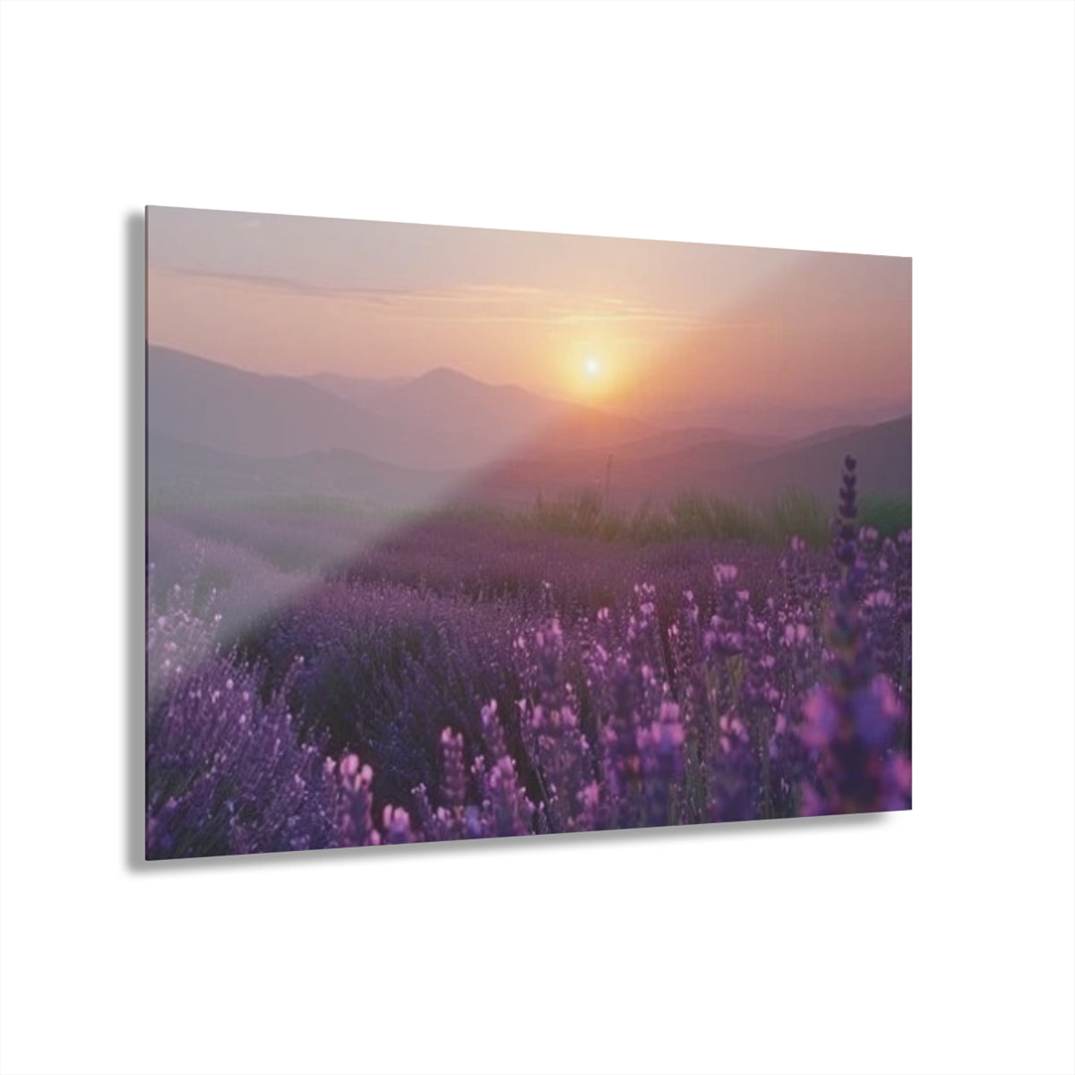 Wild About Lavender Acrylic Prints (French Cleat Hanging)
