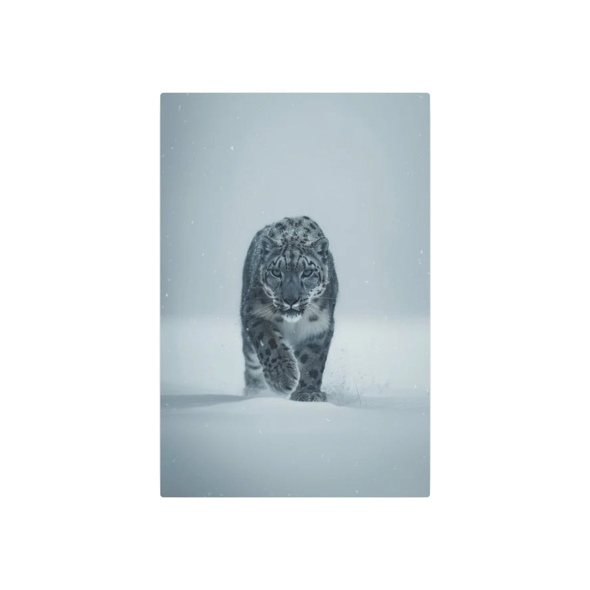 Snow Leopard Portrait