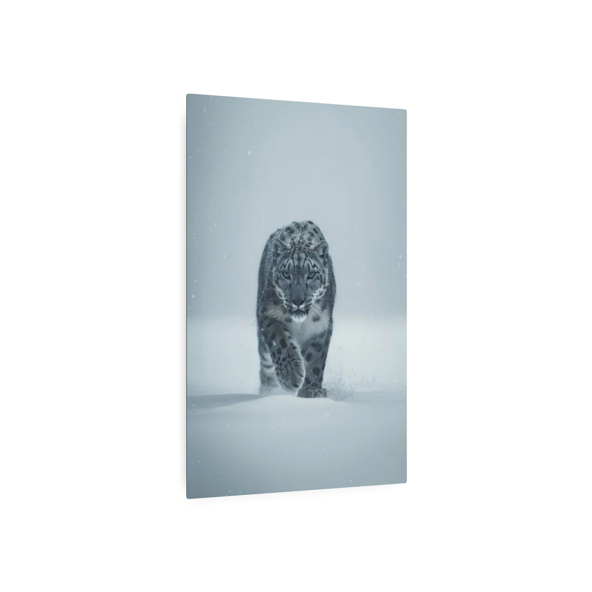 Snow Leopard Portrait