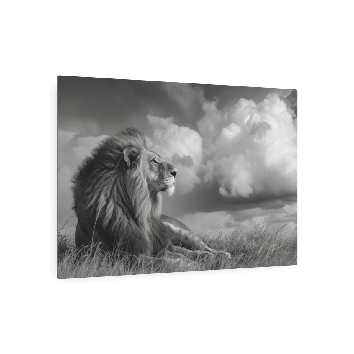 Lion Portrait