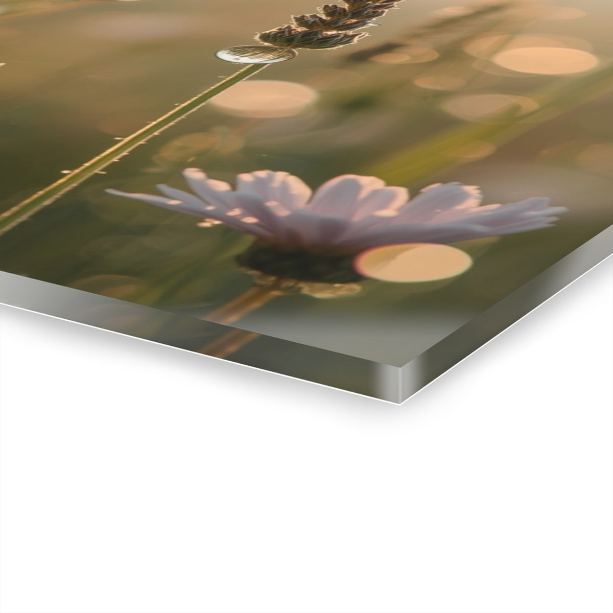 Wild Daisies and Lavender Acrylic Prints (French Cleat Hanging)