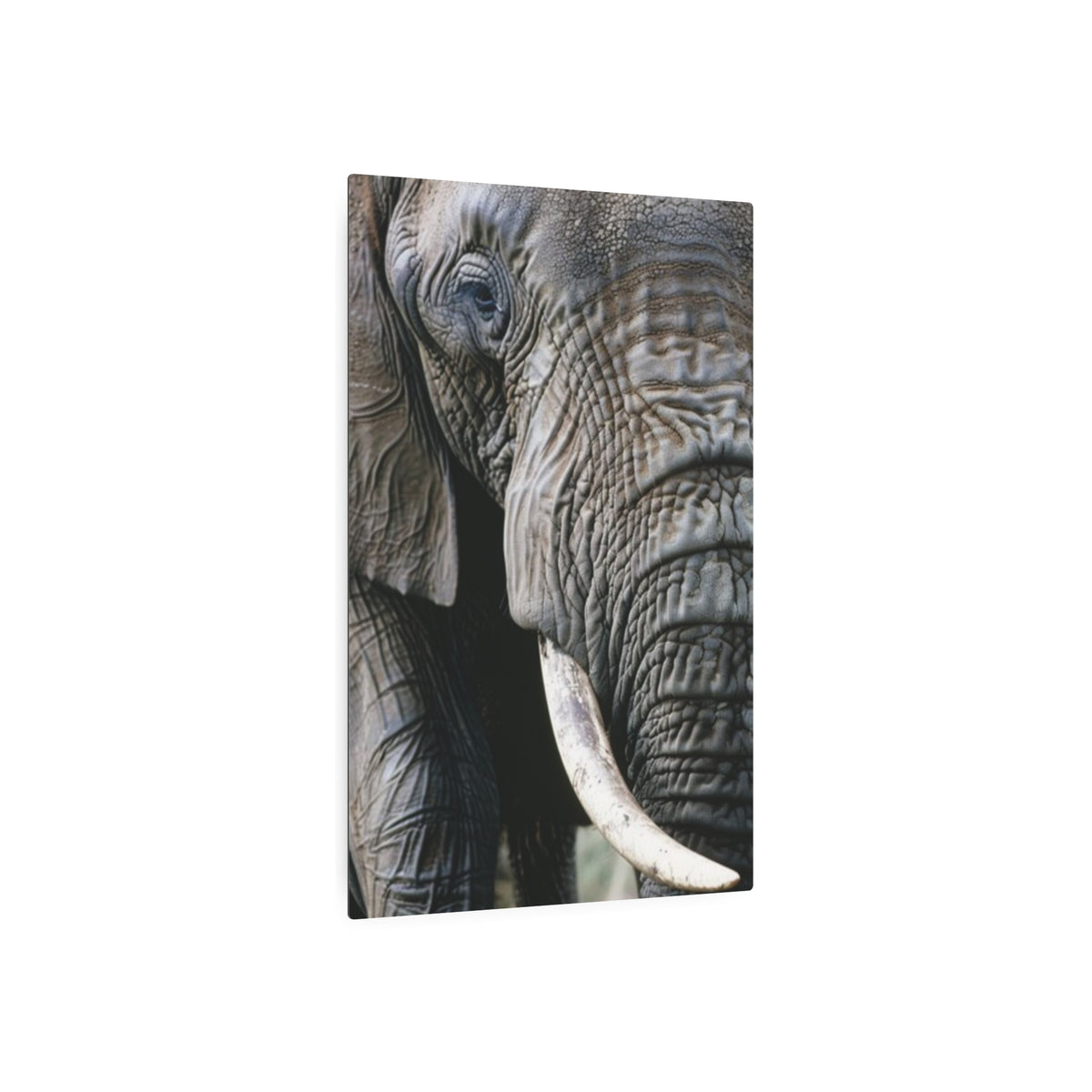 Elephant Portrait