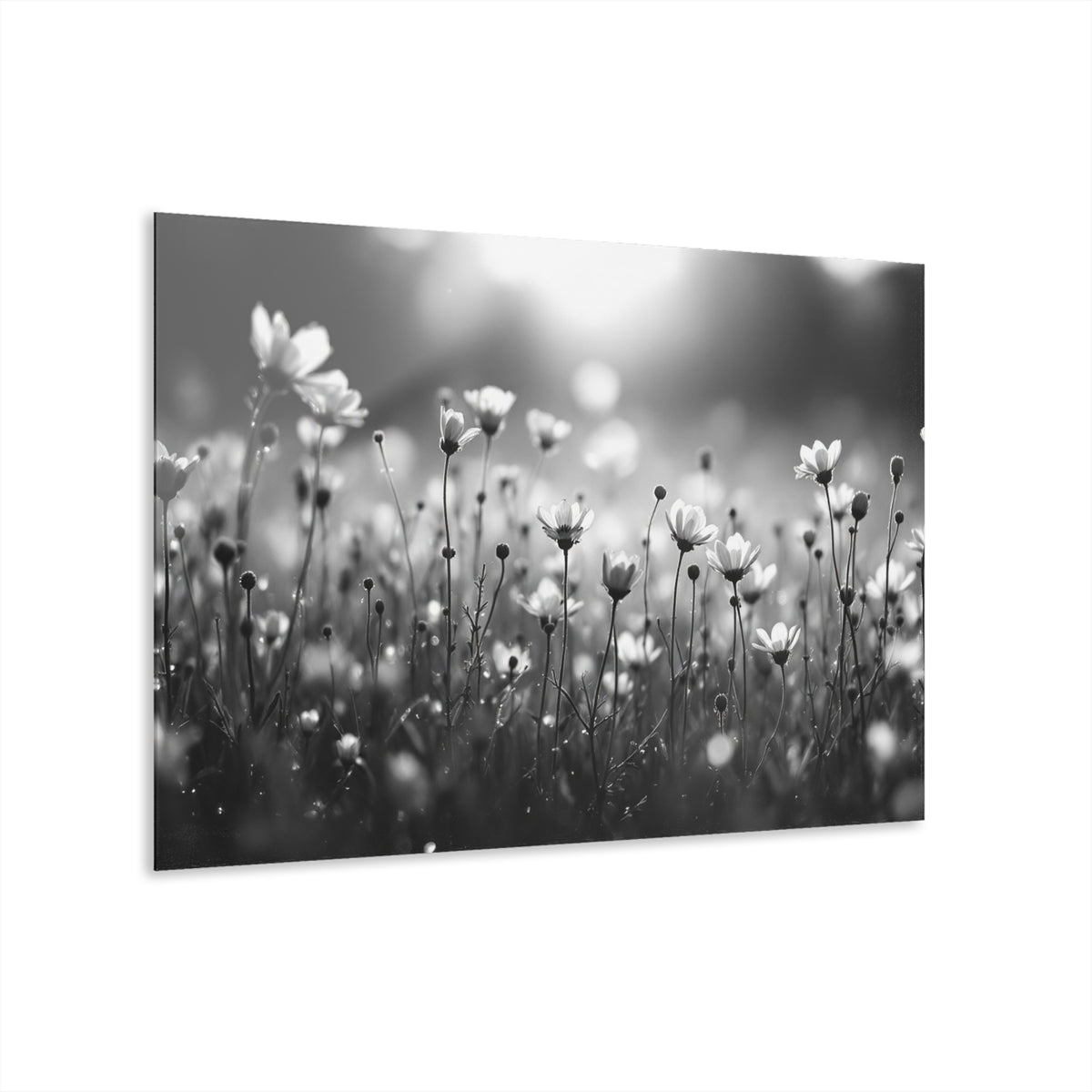 Delicate Wild Daisies Black and White Acrylic Prints (French Cleat Hanging)