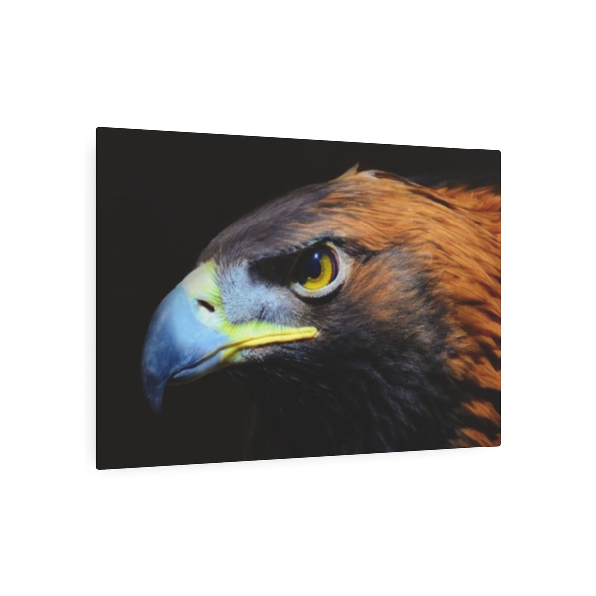 Golden Eagle Portrait