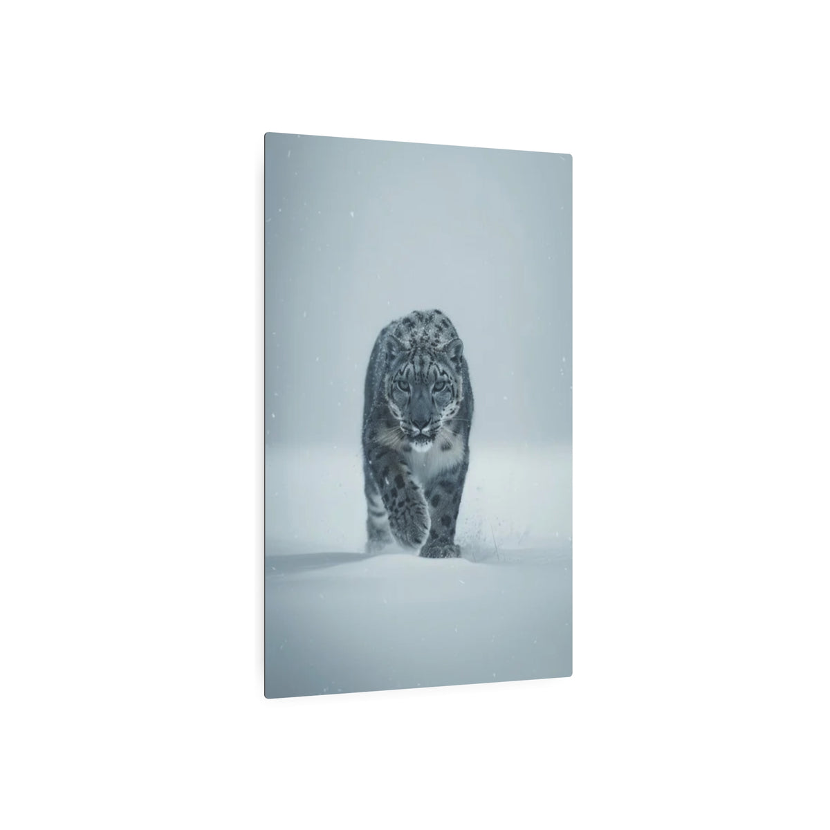 Snow Leopard Portrait