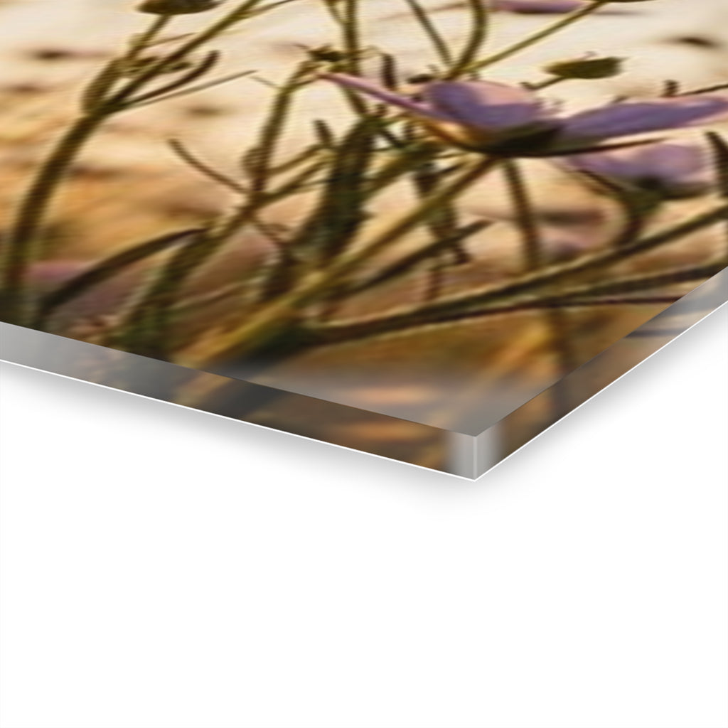Sunlit Wispy Wildflowers Acrylic Prints (French Cleat Hanging)