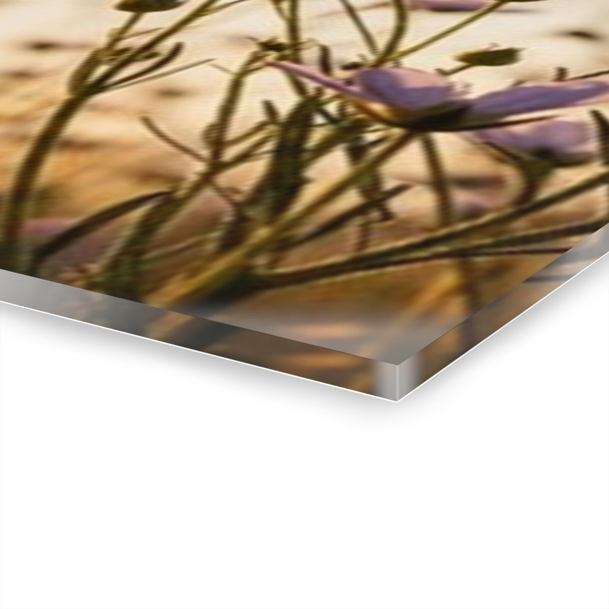 Sunlit Wispy Wildflowers Acrylic Prints (French Cleat Hanging)