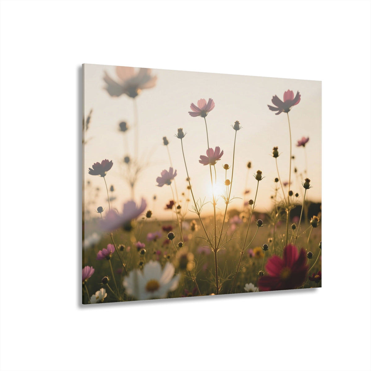 Wild Daisies Standing Tall Acrylic Prints (French Cleat Hanging)