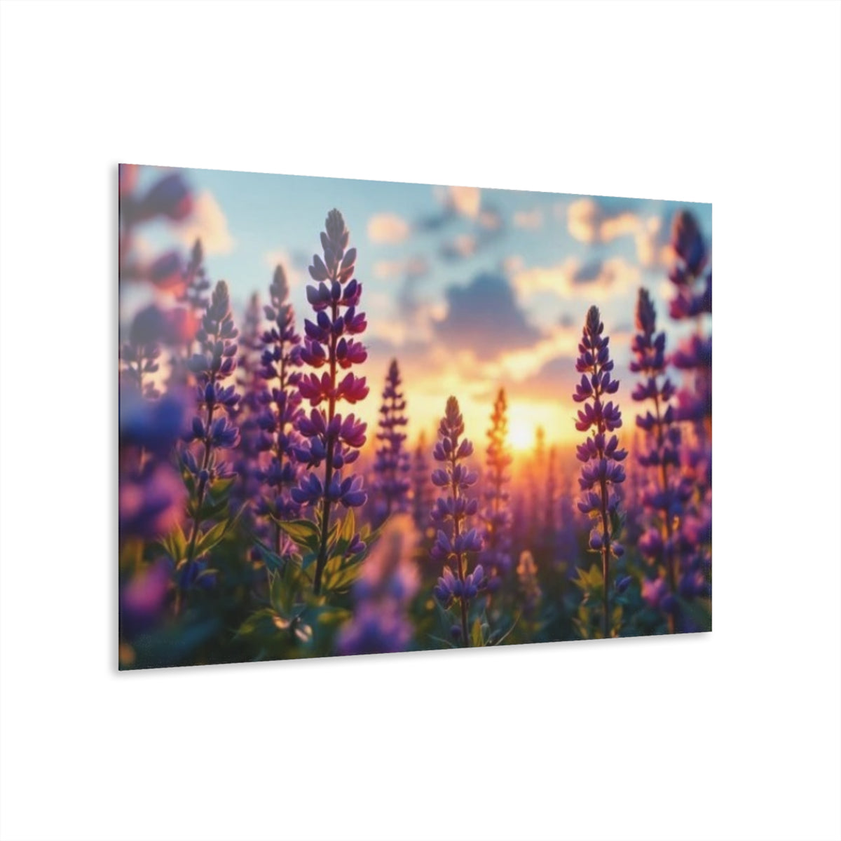 Wild Purple Lupine Acrylic Prints (French Cleat Hanging)