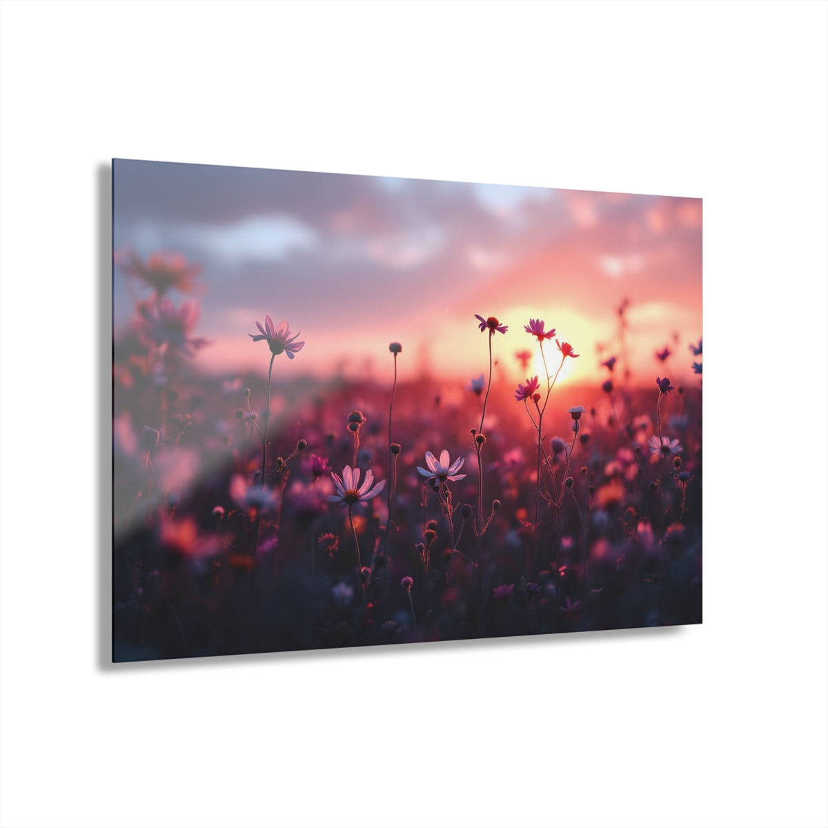 Wild Daisies at Sunset Acrylic Prints (French Cleat Hanging)