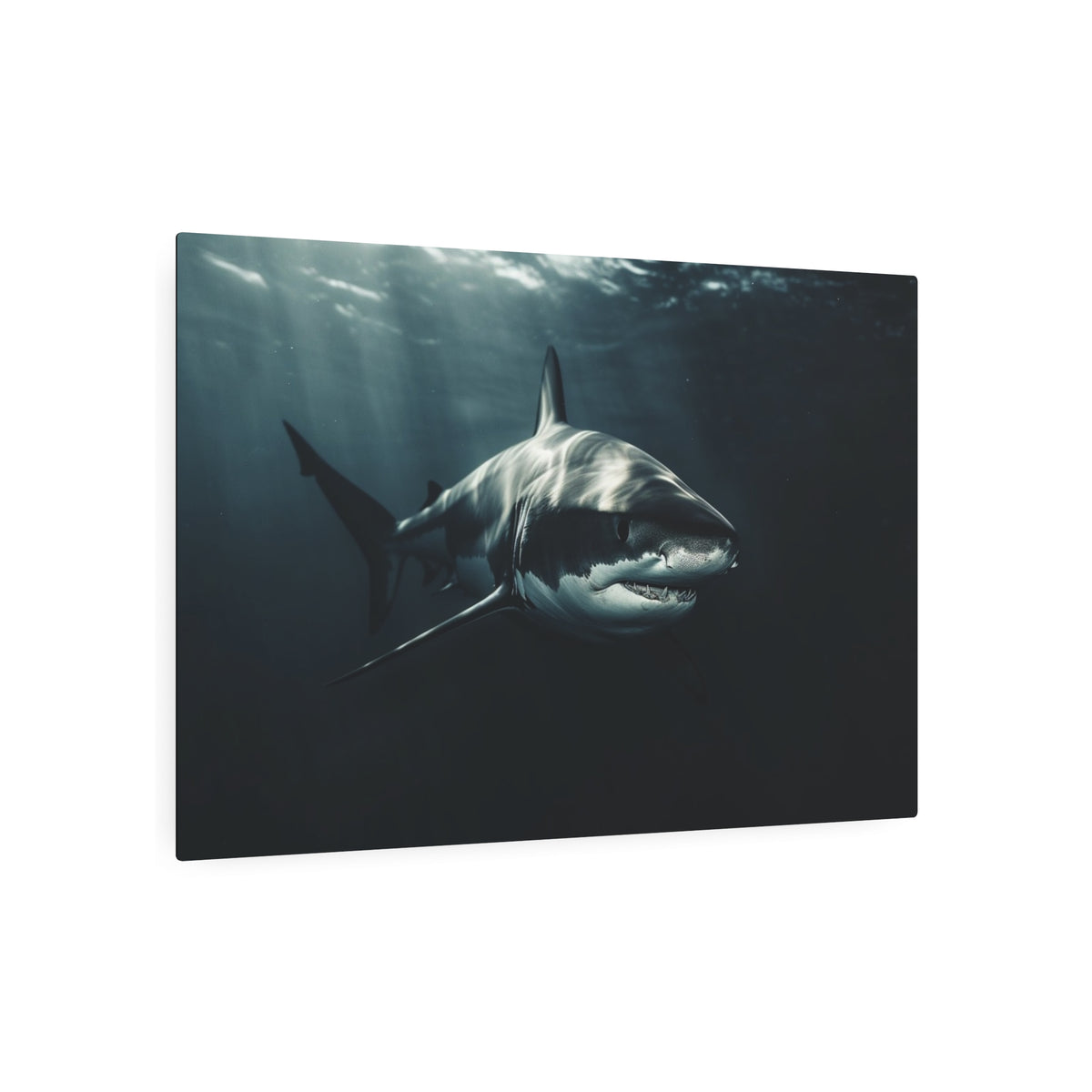 Great White Shark Portrait