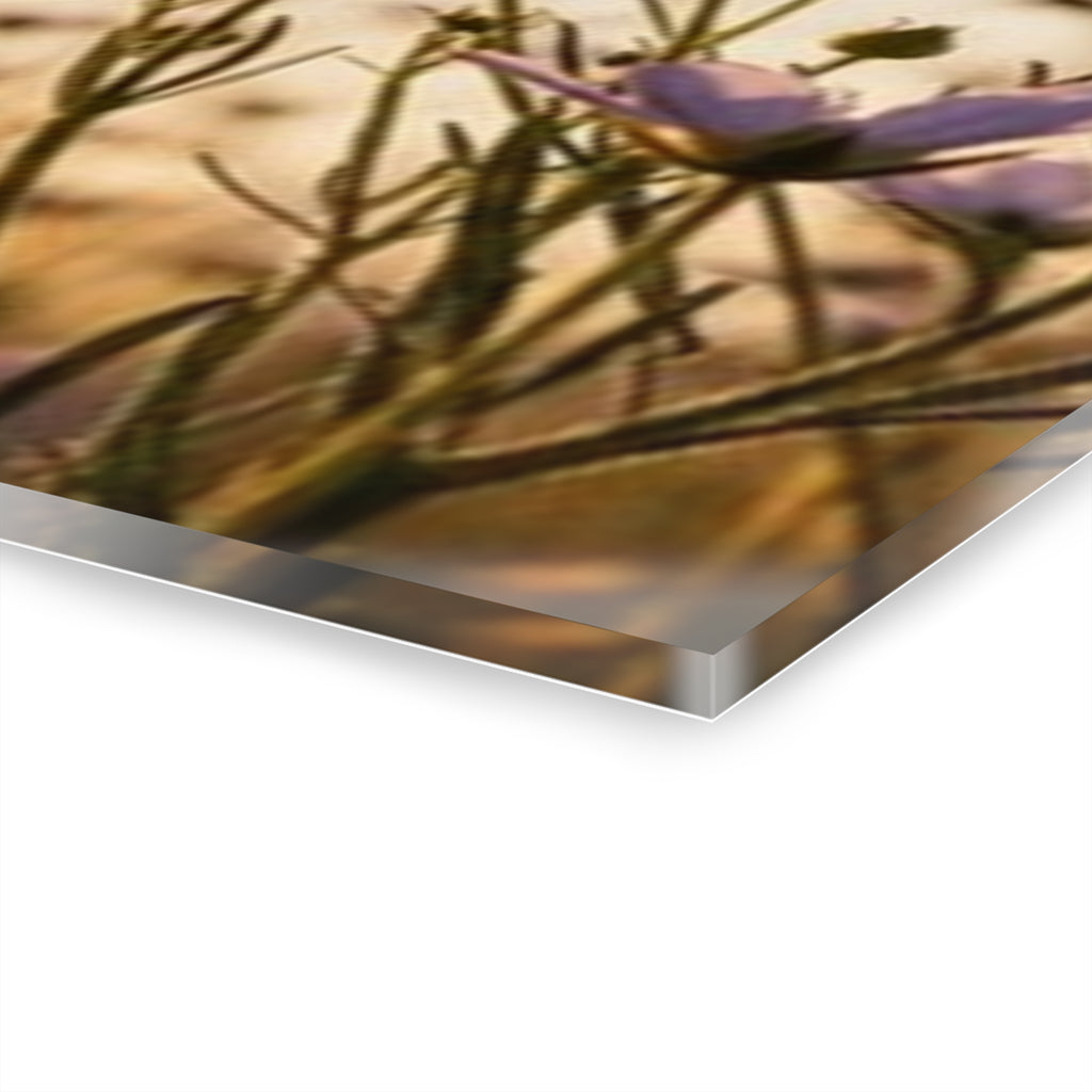Sunlit Wispy Wildflowers Acrylic Prints (French Cleat Hanging)