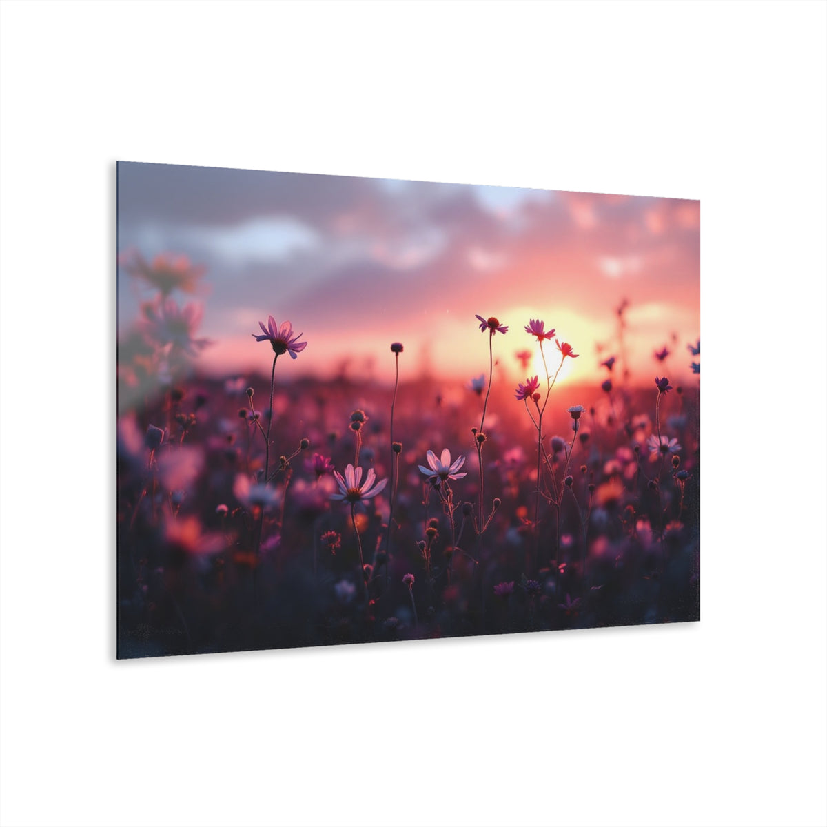 Wild Daisies at Sunset Acrylic Prints (French Cleat Hanging)