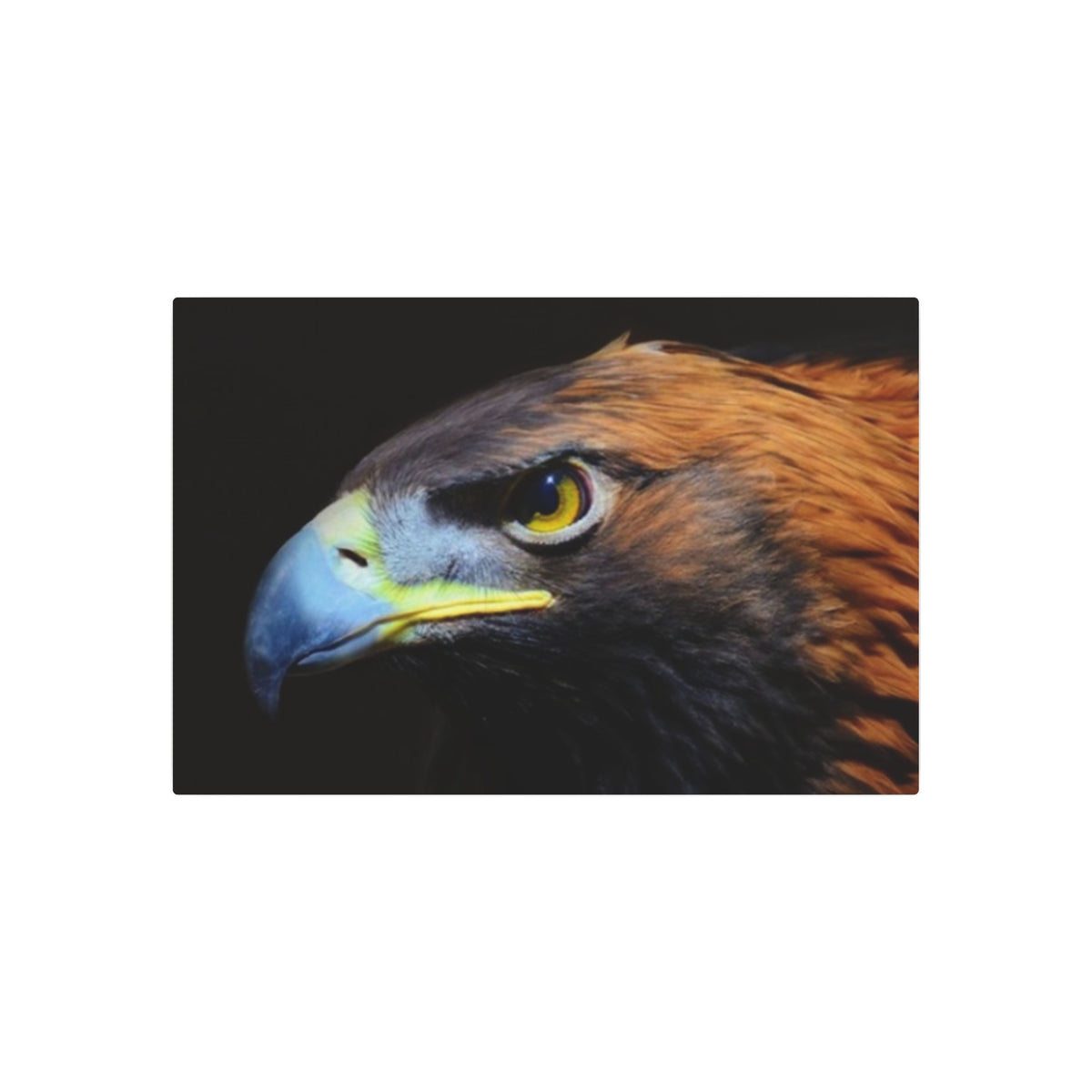 Golden Eagle Portrait