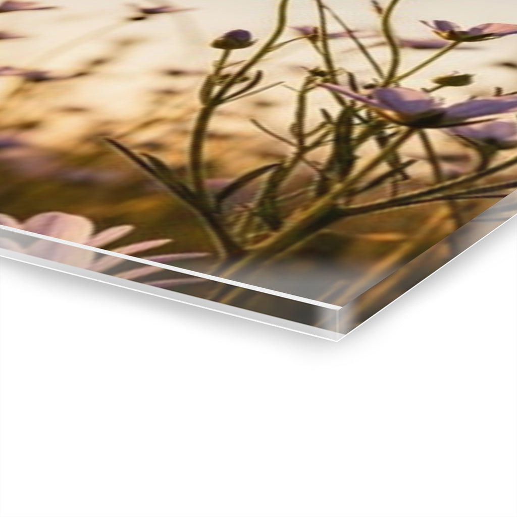 Sunlit Wispy Wildflowers Acrylic Prints (French Cleat Hanging)