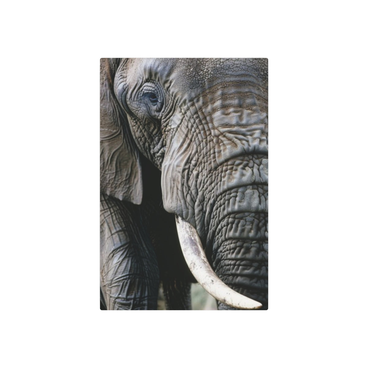 Elephant Portrait