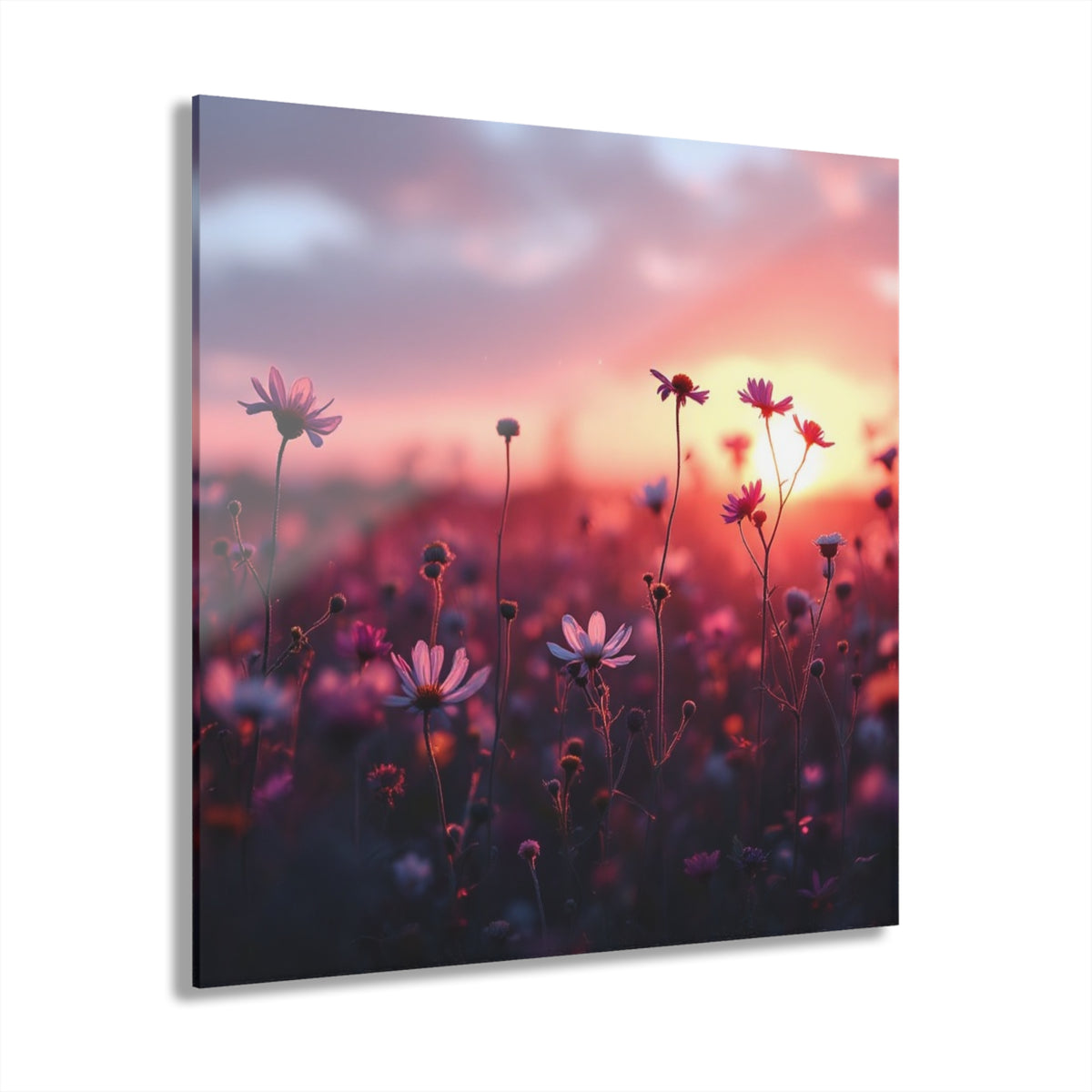 Wild Daisies at Sunset Acrylic Prints (French Cleat Hanging)