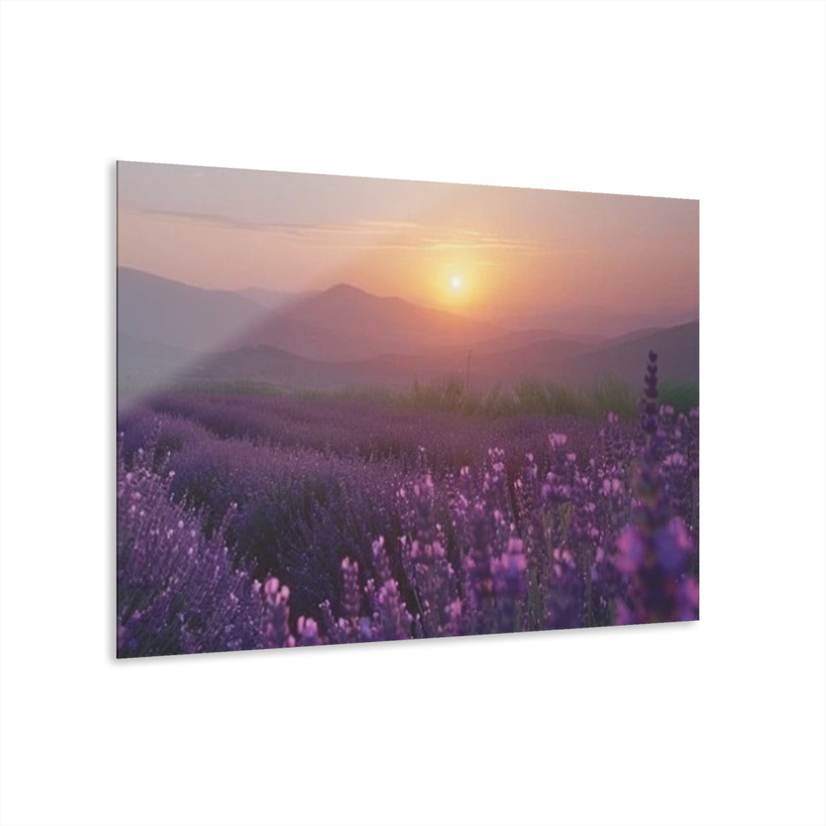 Wild About Lavender Acrylic Prints (French Cleat Hanging)