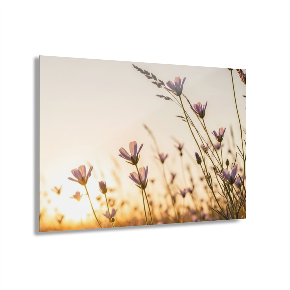 Sunlit Wispy Wildflowers Acrylic Prints (French Cleat Hanging)