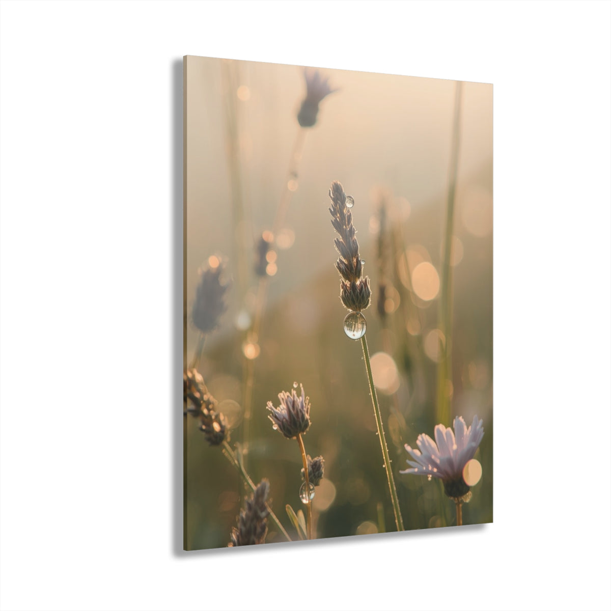 Wild Daisies and Lavender Acrylic Prints (French Cleat Hanging)