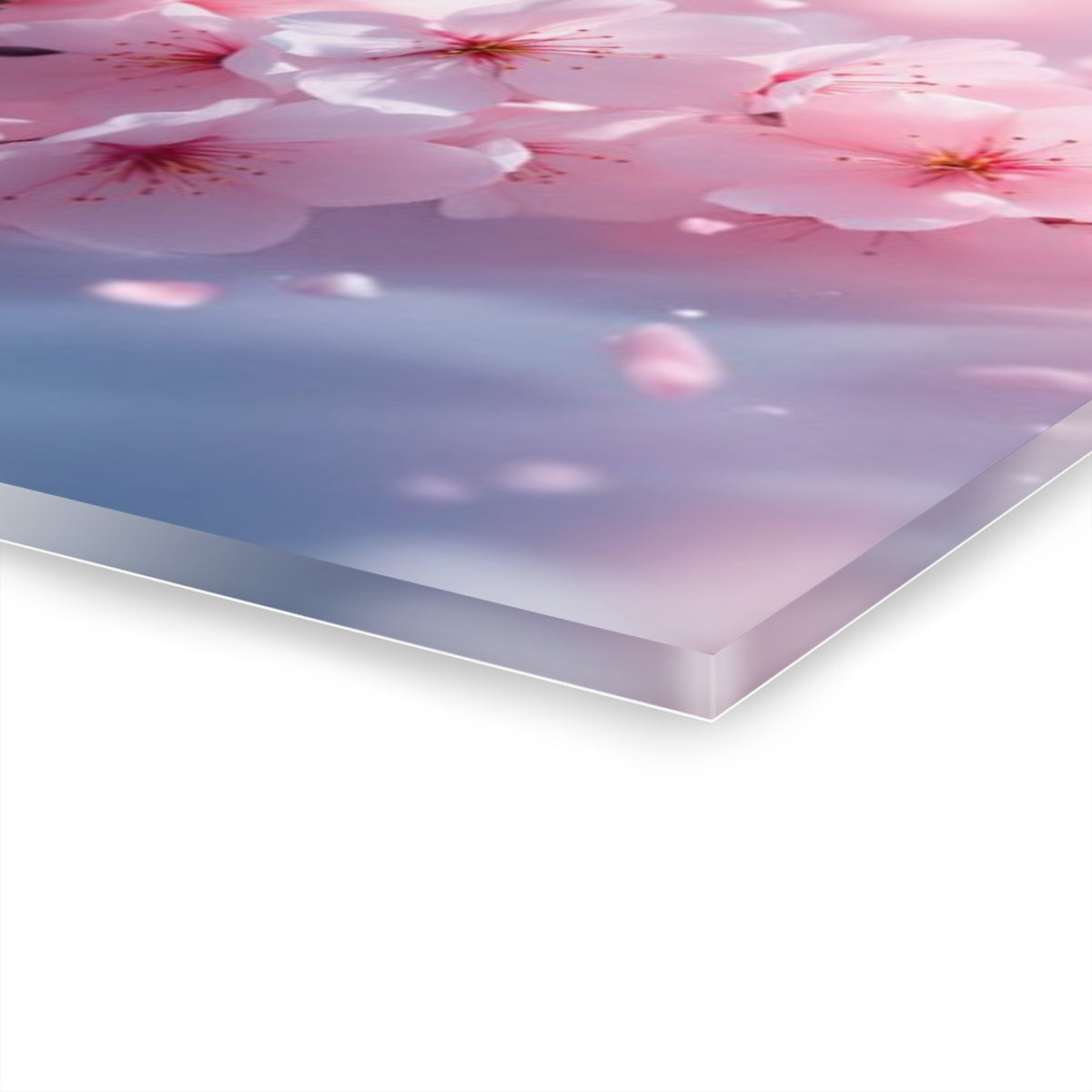 Wildly Cheery Cherry Blossoms Acrylic Prints (French Cleat Hanging)