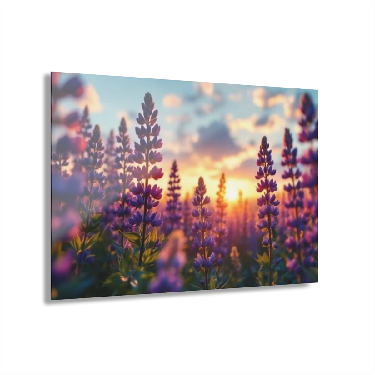 Wild Purple Lupine Acrylic Prints (French Cleat Hanging)