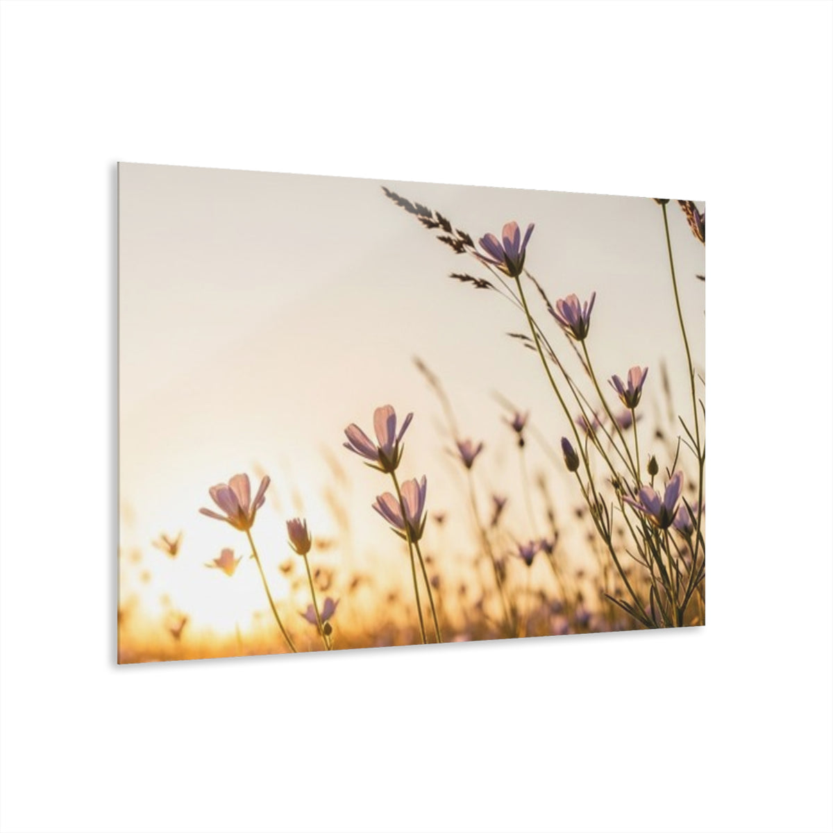 Sunlit Wispy Wildflowers Acrylic Prints (French Cleat Hanging)