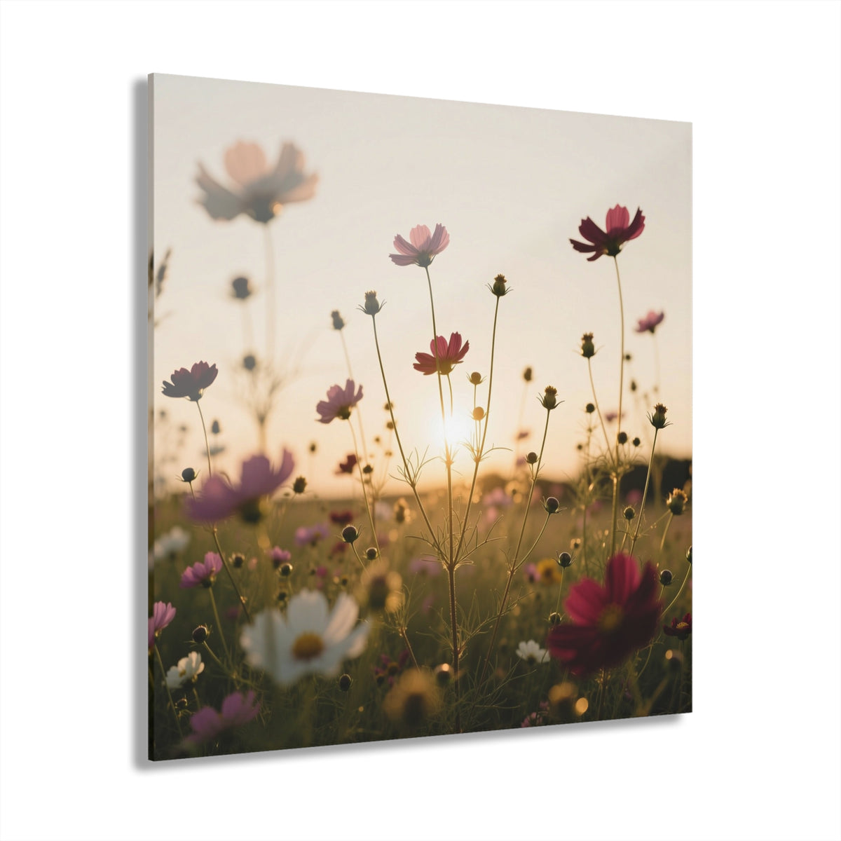 Wild Daisies Standing Tall Acrylic Prints (French Cleat Hanging)