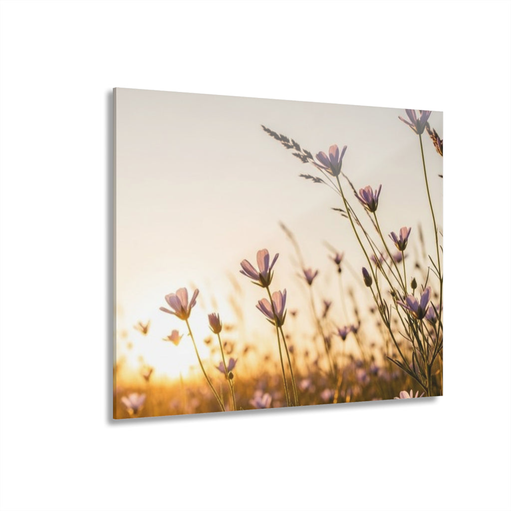 Sunlit Wispy Wildflowers Acrylic Prints (French Cleat Hanging)