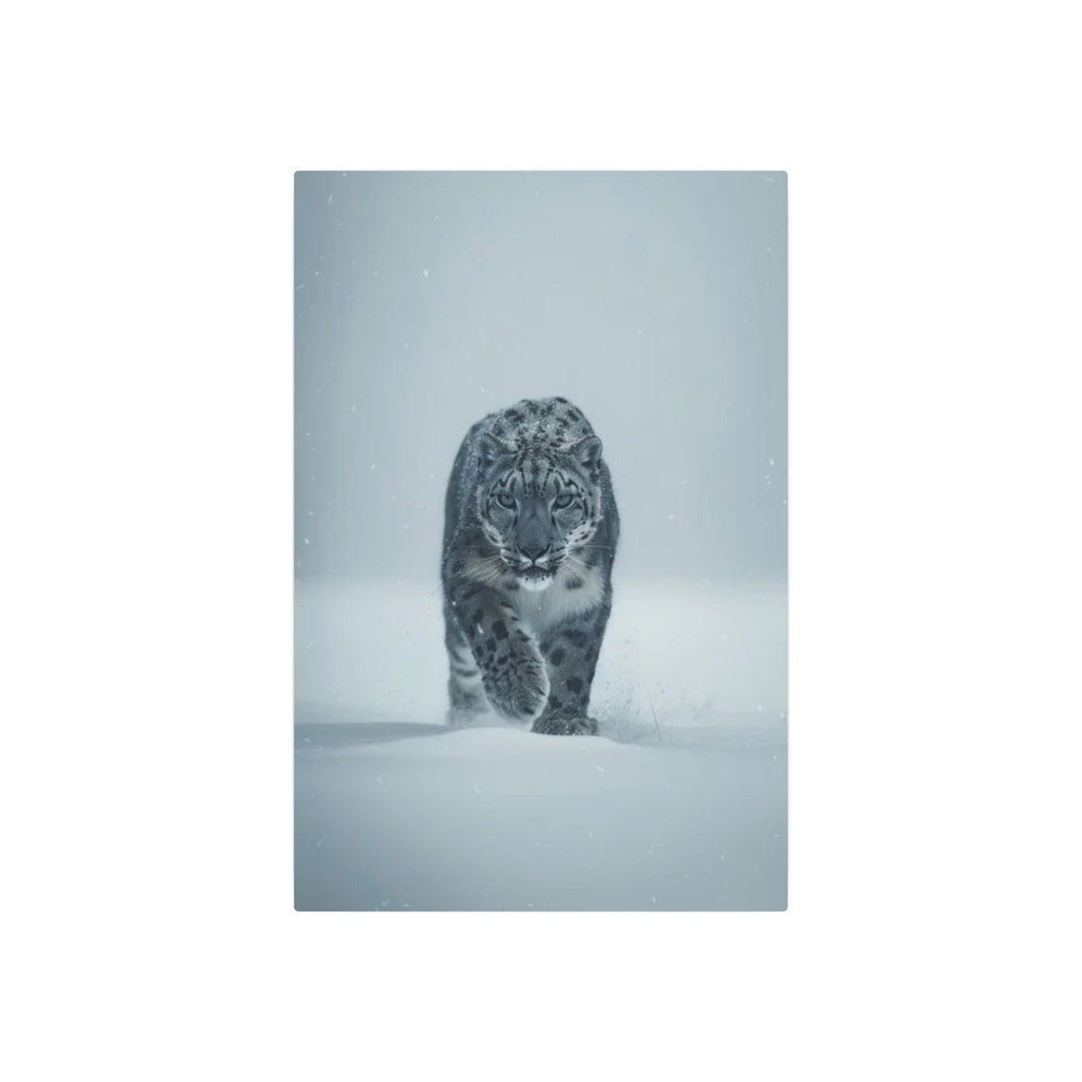 Snow Leopard Portrait