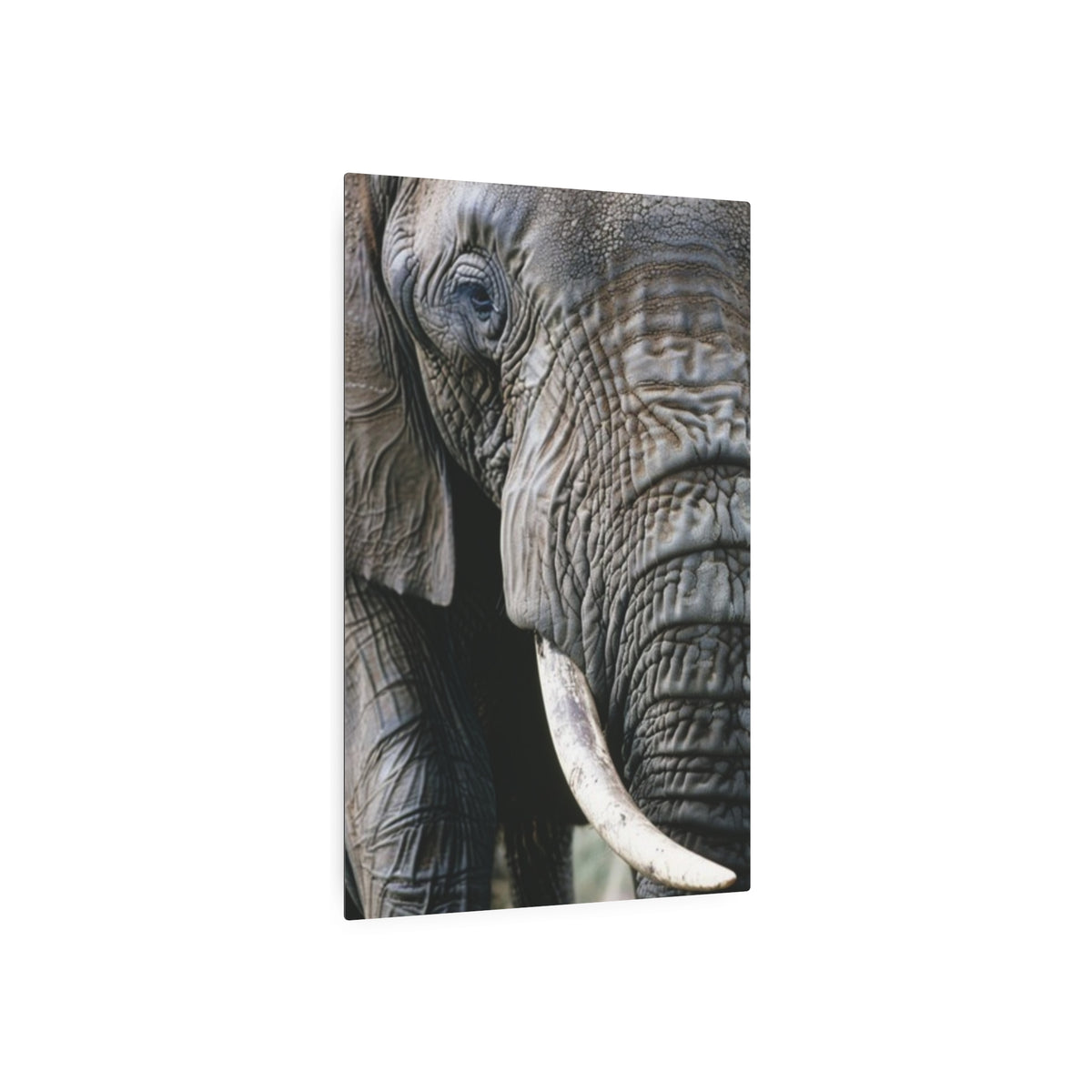 Elephant Portrait