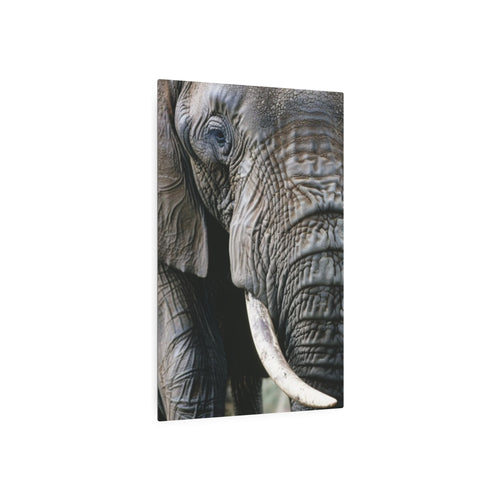 Elephant Portrait
