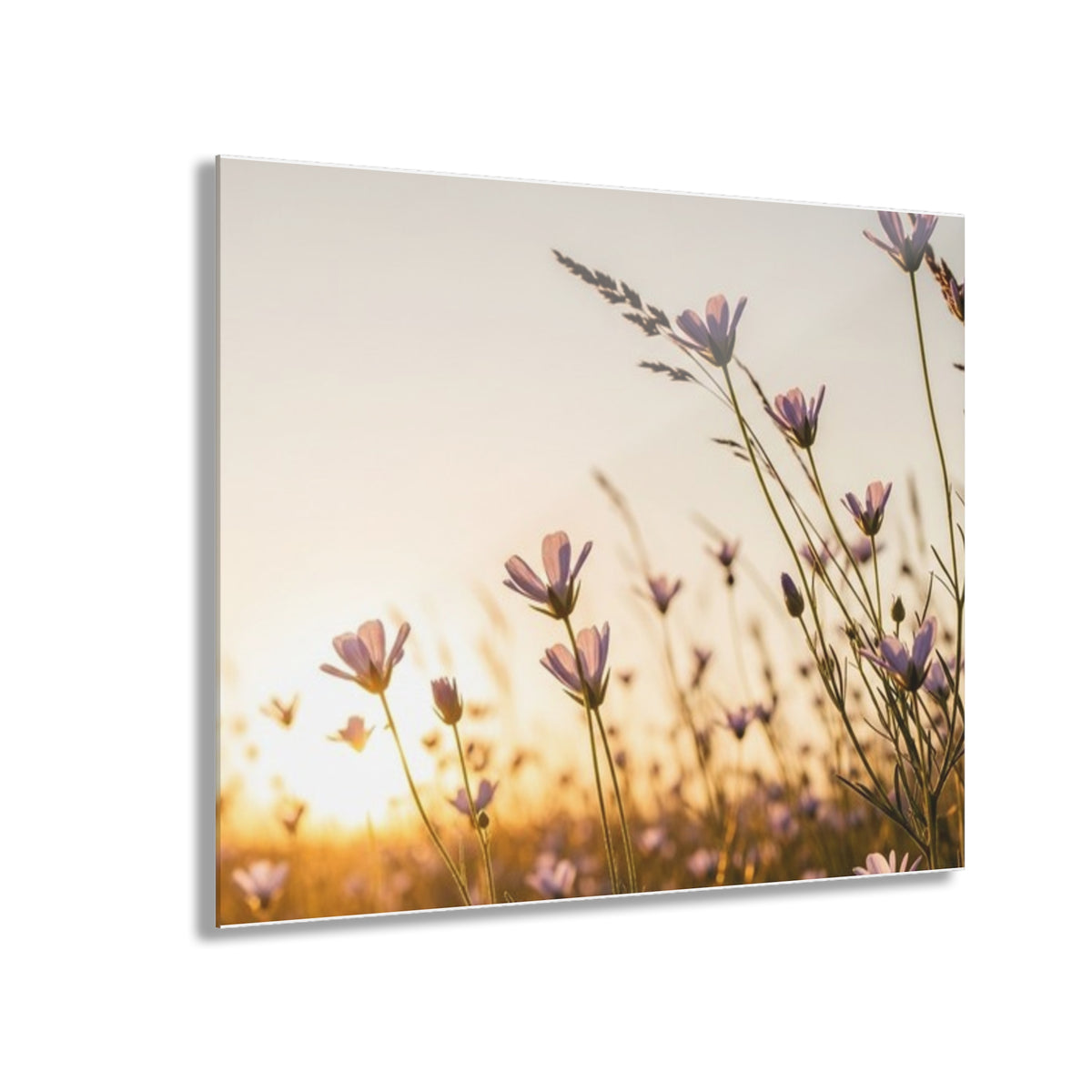 Sunlit Wispy Wildflowers Acrylic Prints (French Cleat Hanging)